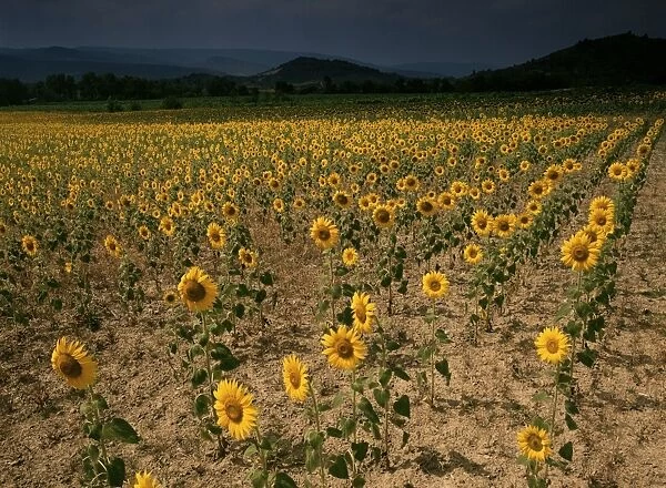 Sunflowers, the Corbieres, Aude, Languedoc-Roussillon, France, Europe