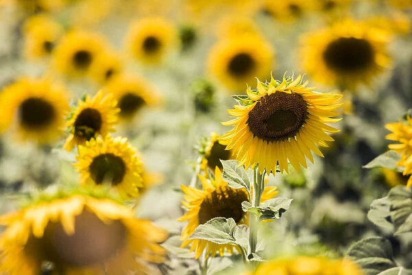 Sunflowers in a field near Rome, Lazio, Italy, Europe
