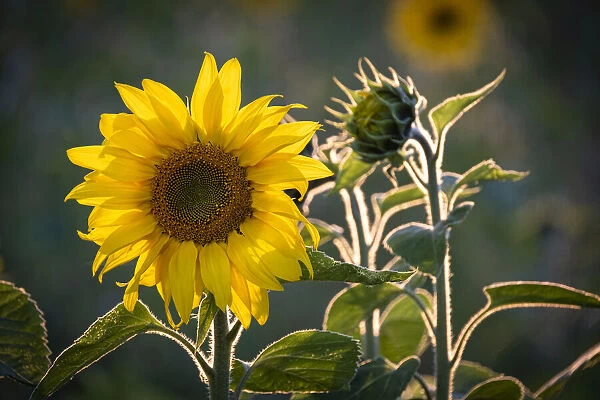 Sunflowers (Helianthus), near Tarporley, Cheshire, England, United Kingdom, Europe