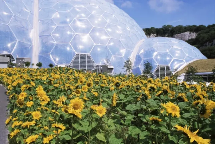 Framed Print : Sunflowers and the humid tropics biome, The Eden Project, near St. Austell Framed Print : Sunflowers and the humid tropics biome, The Eden Project, near St. Austell