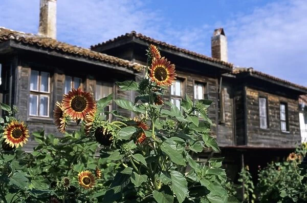 Sunflowers outside typical wooden houses, Nesebur (Nessebar), Black Sea coast, Bulgaria, Europe