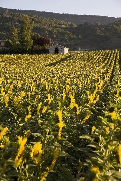 Sunflowers, Provence, France, Europe