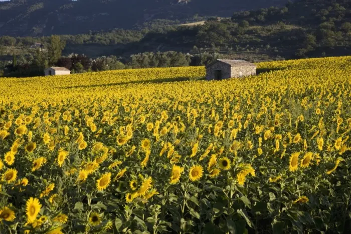 Framed Print : Sunflowers, Provence, France, Europe Framed Print : Sunflowers, Provence, France, Europe