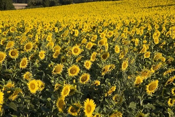 Sunflowers, Provence, France, Europe