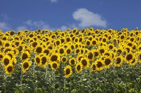 Sunflowers in Tuscany, Italy, Europe