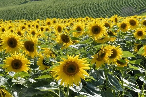 Sunflowers with vines in distance, Charente, France, Europe