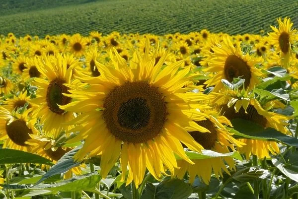 Sunflowers with vines in distance, Charente, France, Europe