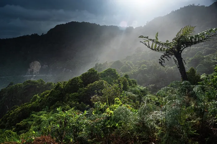 Framed Print : Sunlight Breaking Through Rainforest Canopy Over Misty Hills in Paparoa National Park, West Coast, New Zealand Framed Print : Sunlight Breaking Through Rainforest Canopy Over Misty Hills in Paparoa National Park, West Coast, New Zealand