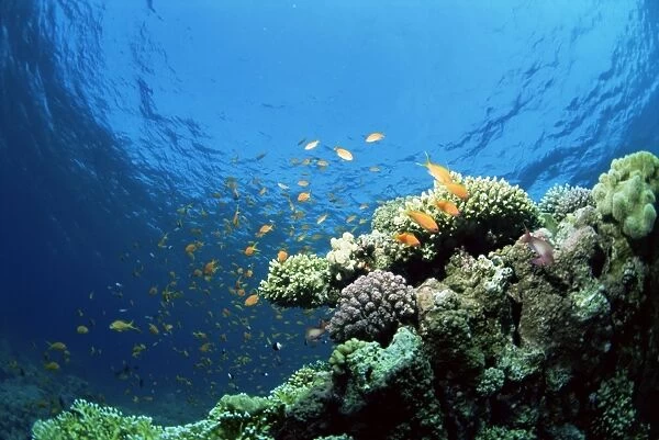Sunlit reef top with hard corals and anthias, Red Sea, Egypt, North Africa, Africa