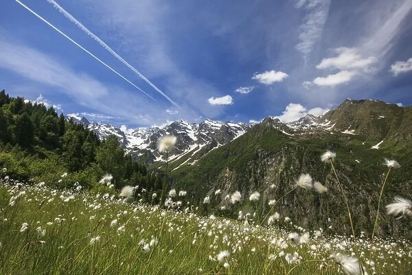 Sunny day on cotton grass surrounded by green meadows, Orobie Alps, Arigna Valley