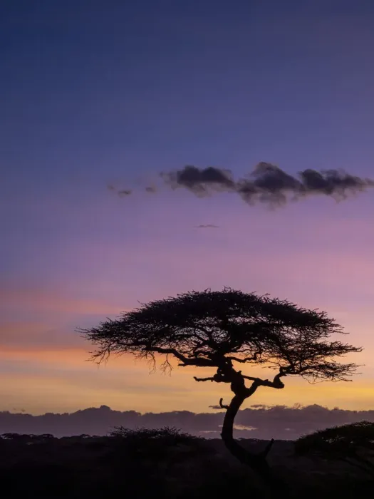 Framed Print : Sunrise over acacia trees in Serengeti National Park, UNESCO World Heritage Site