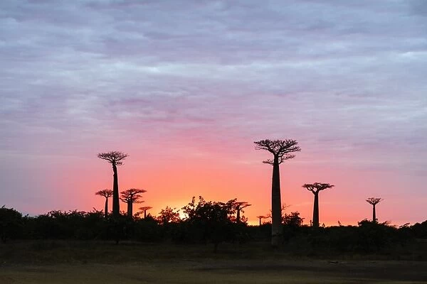 Sunrise, Allee de Baobab (Adansonia), western area, Madagascar, Africa