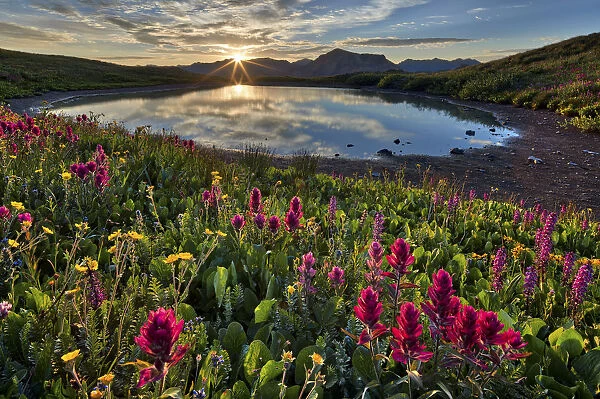 Sunrise over Alpine wildflowers, San Juan National Forest, Colorado, United States of America