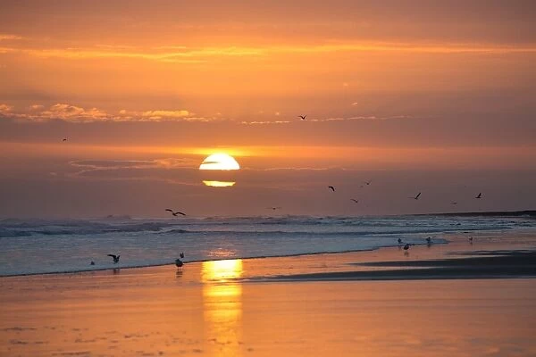 Sunrise from Bamburgh Beach with seagulls in silhouette and suns orange orb, Bamburgh