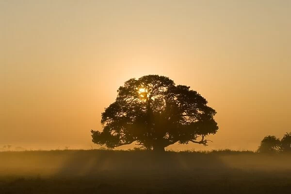 Sunrise, Busanga Plains, Kafue National Park, Zambia, Africa