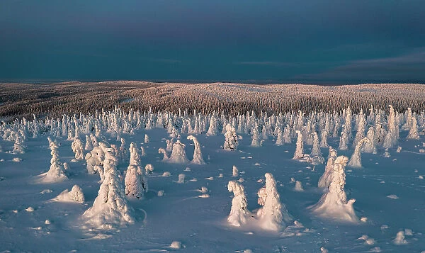 Sunrise over ice sculptures in the snowy forest, aerial view, Riisitunturi National Park, Posio, Lapland, Finland, Europe