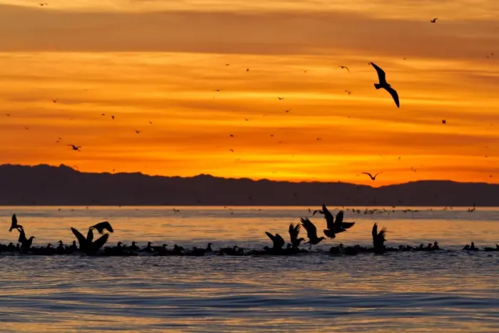 Framed Print : Sunrise, Isla Rasa, Gulf of California (Sea of Cortez), Baja California, Mexico, North America