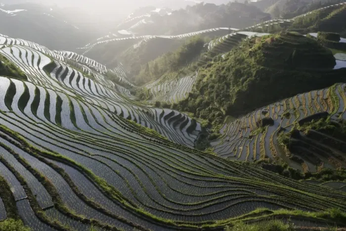 Framed Print : Sunrise in June, Longsheng terraced ricefields, Guangxi Province, China, Asia Framed Print : Sunrise in June, Longsheng terraced ricefields, Guangxi Province, China, Asia