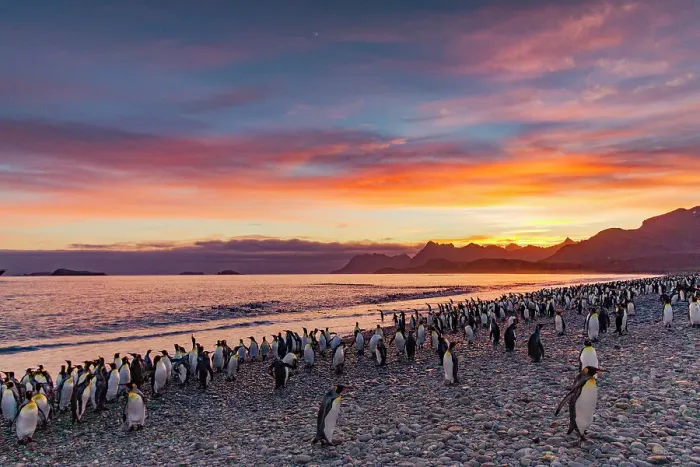 Framed Print : Sunrise on king penguin (Aptenodytes patagonicus) breeding and nesting colony at Salisbury Plain in the Bay of Isles, South Georgia, Southern Ocean, Polar Regions Framed Print : Sunrise on king penguin (Aptenodytes patagonicus) breeding and nesting colony at Salisbury Plain in the Bay of Isles, South Georgia, Southern Ocean, Polar Regions