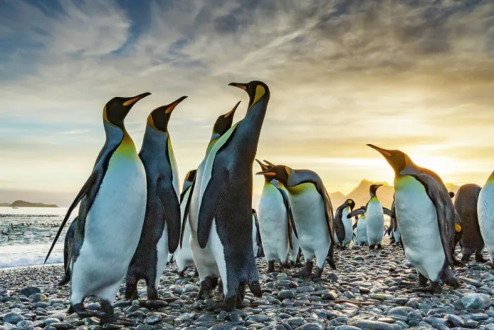 Framed Print : Sunrise on king penguin (Aptenodytes patagonicus) breeding and nesting colony at Salisbury Plain in the Bay of Isles, South Georgia, Southern Ocean, Polar Regions Framed Print : Sunrise on king penguin (Aptenodytes patagonicus) breeding and nesting colony at Salisbury Plain in the Bay of Isles, South Georgia, Southern Ocean, Polar Regions