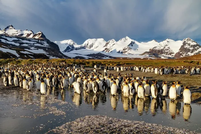 Framed Print : Sunrise on king penguins (Aptenodytes patagonicus) at nesting and breeding colony at Salisbury Plain, South Georgia, Polar Regions Framed Print : Sunrise on king penguins (Aptenodytes patagonicus) at nesting and breeding colony at Salisbury Plain, South Georgia, Polar Regions