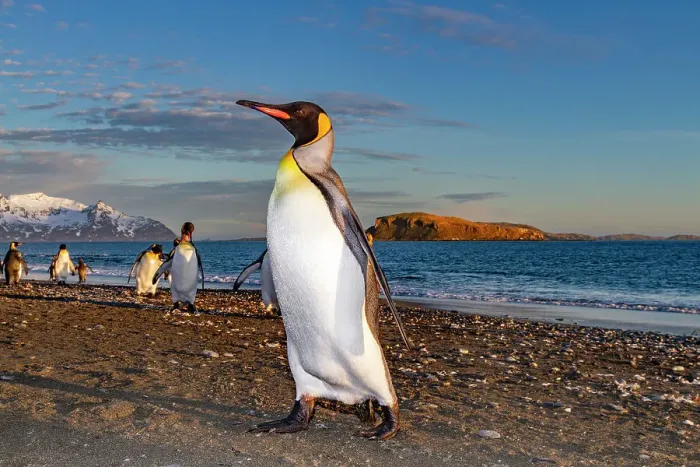 Framed Print : Sunrise on king penguins (Aptenodytes patagonicus) at nesting and breeding colony at Salisbury Plain, South Georgia, Polar Regions Framed Print : Sunrise on king penguins (Aptenodytes patagonicus) at nesting and breeding colony at Salisbury Plain, South Georgia, Polar Regions