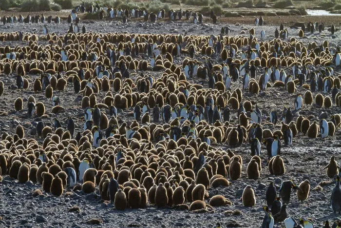 Framed Print : Sunrise on king penguins (Aptenodytes patagonicus) at nesting and breeding colony at Salisbury Plain, South Georgia, Polar Regions Framed Print : Sunrise on king penguins (Aptenodytes patagonicus) at nesting and breeding colony at Salisbury Plain, South Georgia, Polar Regions