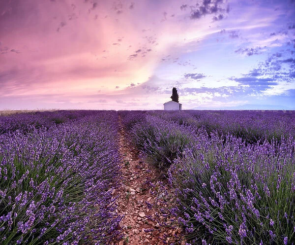 Sunrise in a lavender field with a small cottage and a tree, Valensole
