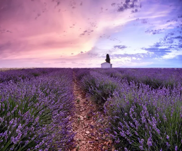 Framed Print : Sunrise in a lavender field with a small cottage and a tree, Valensole Framed Print : Sunrise in a lavender field with a small cottage and a tree, Valensole