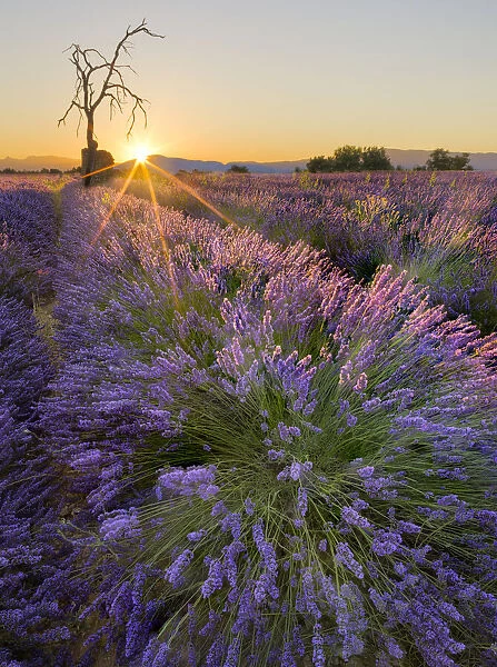 Sunrise in a lavender filed with a dead tree, a ruin and the sun burst, Valensole