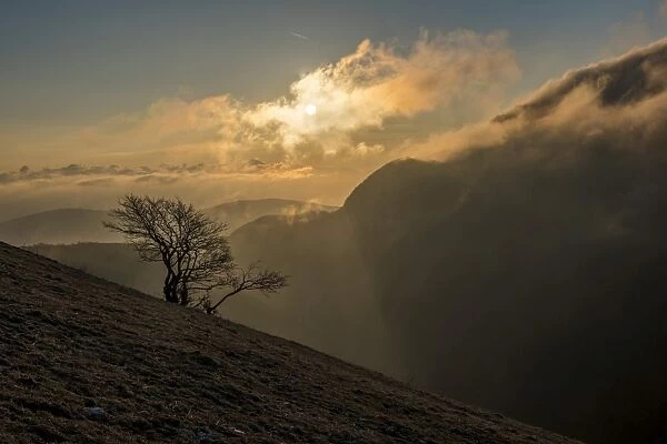 Sunrise on a lonely tree on mountain Motette, Apennines, Umbria, Italy, Europe