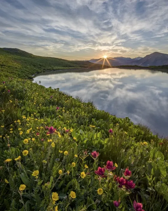 Framed Print : Sunrise behind rosy paintbrush (split-leaf Indian paintbrush) (spliteaf Indian paintbrush) (Castilleja rhexifolia) and Alpine avens (Rosss avens) (Acomastylis rossii turbinata), San Juan National Forest, Colorado, United States of America, North America Framed Print : Sunrise behind rosy paintbrush (split-leaf Indian paintbrush) (spliteaf Indian paintbrush) (Castilleja rhexifolia) and Alpine avens (Rosss avens) (Acomastylis rossii turbinata), San Juan National Forest, Colorado, United States of America, North America