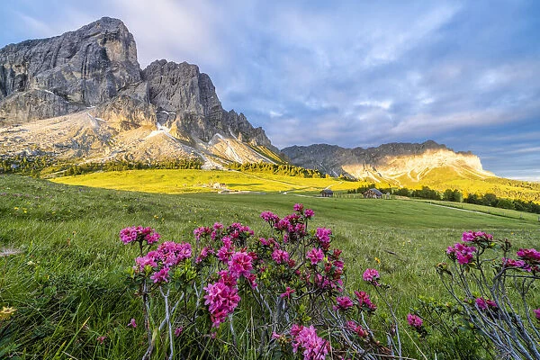 Sunrise over Sass De Putia mountain (Peitlerkofel) and rhododendrons in bloom