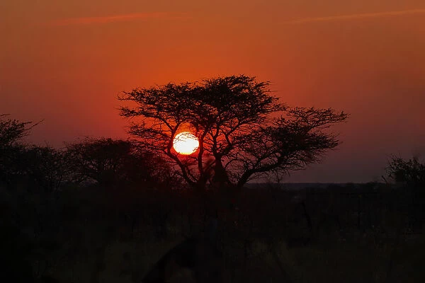 Sunrise sun framed by a tree silhouette, Namibia, Africa