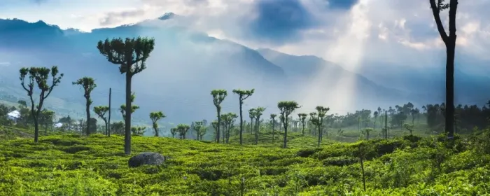 Framed Print : Sunrise over tea plantations and mountains, Haputale, Sri Lanka Hill Country, Central Highlands, Sri Lanka, Asia Framed Print : Sunrise over tea plantations and mountains, Haputale, Sri Lanka Hill Country, Central Highlands, Sri Lanka, Asia
