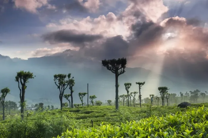 Framed Print : Sunrise over tea plantations and mountains, Haputale, Sri Lanka Hill Country, Central Highlands, Sri Lanka, Asia Framed Print : Sunrise over tea plantations and mountains, Haputale, Sri Lanka Hill Country, Central Highlands, Sri Lanka, Asia