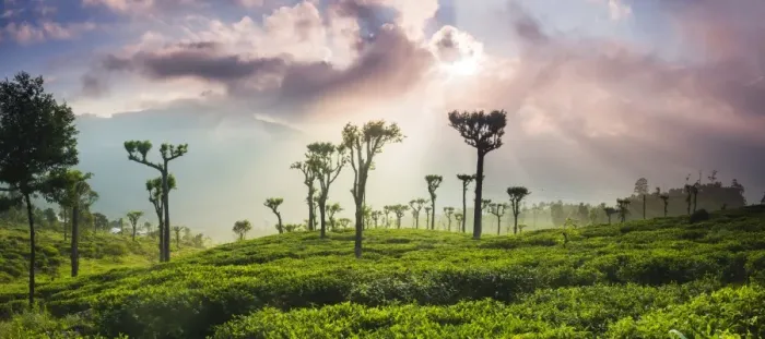 Framed Print : Sunrise over tea plantations and mountains, Haputale, Sri Lanka Hill Country, Central Highlands, Sri Lanka, Asia Framed Print : Sunrise over tea plantations and mountains, Haputale, Sri Lanka Hill Country, Central Highlands, Sri Lanka, Asia