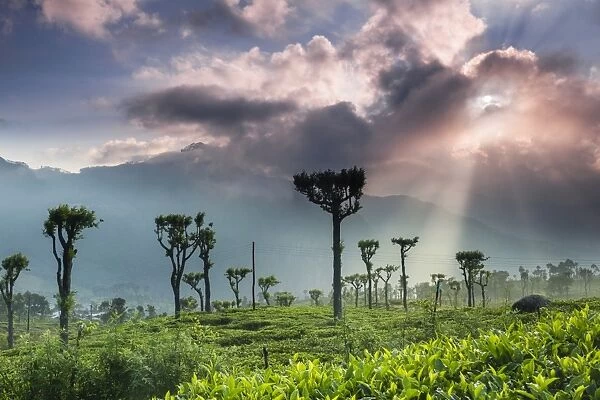 Sunrise over tea plantations and mountains, Haputale, Sri Lanka Hill Country, Central Highlands, Sri Lanka, Asia