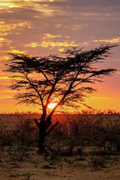 Framed Print : Sunrise behind a tree in the Maasai Mara, Kenya, East Africa, Africa Framed Print : Sunrise behind a tree in the Maasai Mara, Kenya, East Africa, Africa
