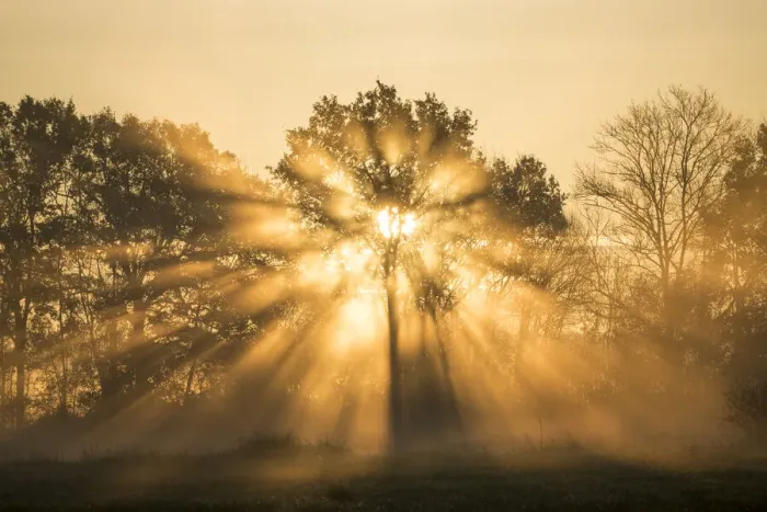 Framed Print : Sunrise over trees, Les Landes, Nouvelle-Aquitaine, France, Europe Framed Print : Sunrise over trees, Les Landes, Nouvelle-Aquitaine, France, Europe
