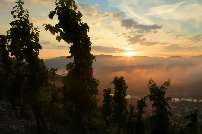 Framed Print : Sunrise at vineyard, Saarburg, Rhineland-Palatinate, Germany, Europe Framed Print : Sunrise at vineyard, Saarburg, Rhineland-Palatinate, Germany, Europe