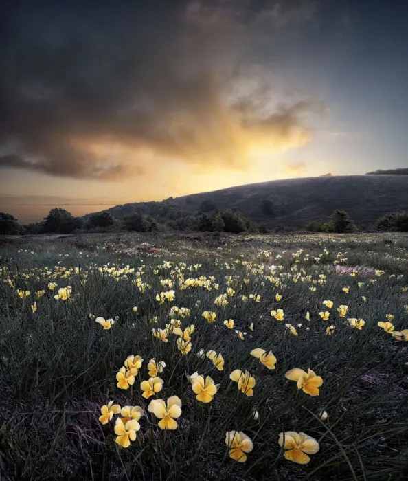 Framed Print : Sunrise over a yellow violet (Viola pubescens) field, Cusna Mountain, Appenines Framed Print : Sunrise over a yellow violet (Viola pubescens) field, Cusna Mountain, Appenines