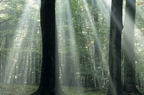 Suns rays penetrating the forest