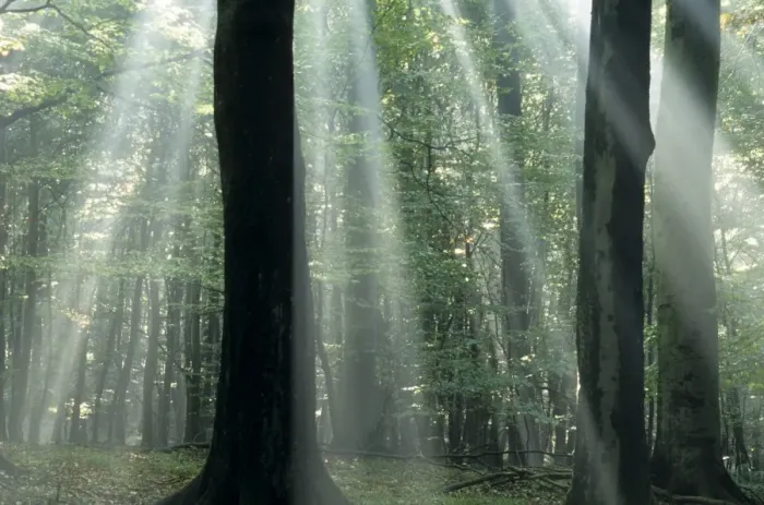 Framed Print : Suns rays penetrating the forest Framed Print : Suns rays penetrating the forest