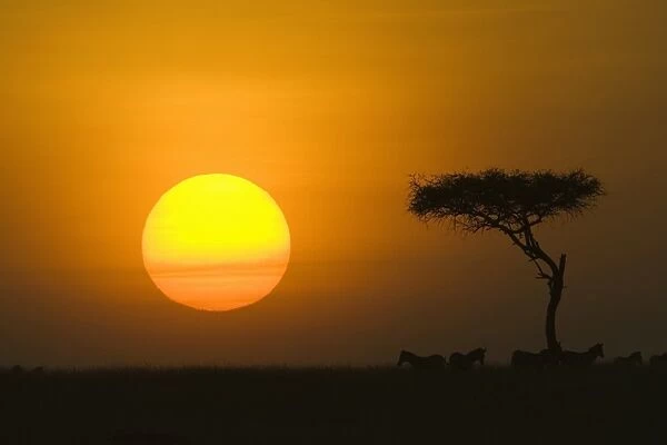 Sunset with an acacia on the horizon
