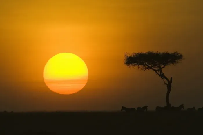 Framed Print : Sunset with an acacia on the horizon Framed Print : Sunset with an acacia on the horizon