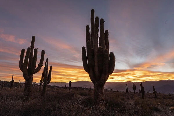 Sunset on Argentine saguaro cactus (Echinopsis terscheckii), Los Cardones National Park