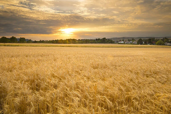 Sunset over a barley field, Austria, Europe