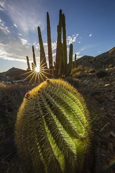 Sunset on an endemic giant barrel cactus (Ferocactus diguetii) on Isla Santa Catalina