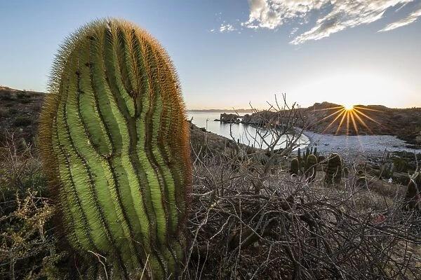 Sunset on an endemic giant barrel cactus (Ferocactus diguetii) on Isla Santa Catalina